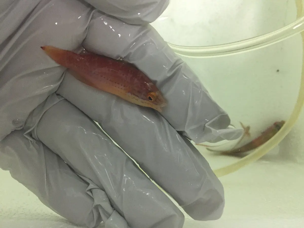 Katoi Fairy Wrasse-  (Cirrhilabrus Katoi)-Female 1