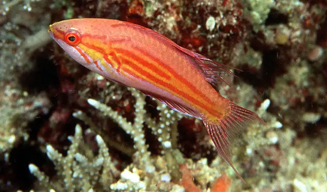 Filamented Flasher Wrasse 1