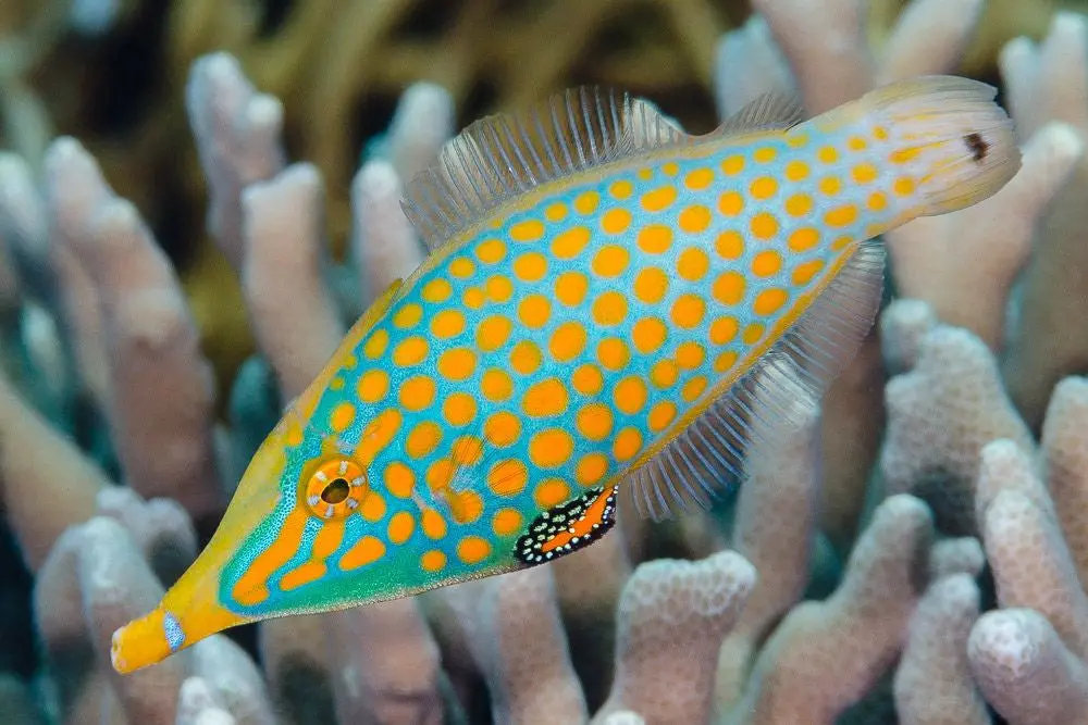 Harlequin (Orange Spotted) Filefish (Oxymonacanthus Longirostris) 1