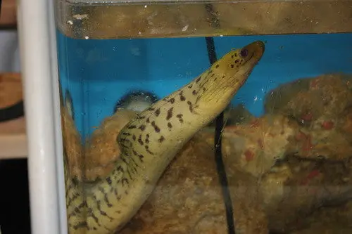 Fimbriated Moray Eel (15-18") 1