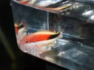 Forster's (Freckled) Hawkfish (5") 1