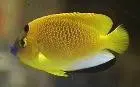 Flagfin Angel-2” Juv 1