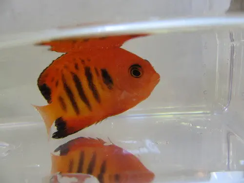 Flame Angel |  Loriculus Centropyge 1