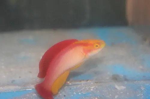 Hawaiian Flame Wrasse-Xl Male 1