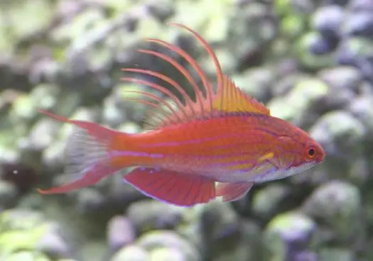 Blue Flasher Wrasse 1