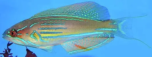 Half Band Flasher Wrasse (Paracheilinus Hemitaeniatus) Female (3-4") 2