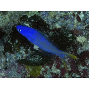 Flashing (Chameleon) Tilefish 1