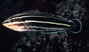 Yellowstripe Coris Wrasse 1
