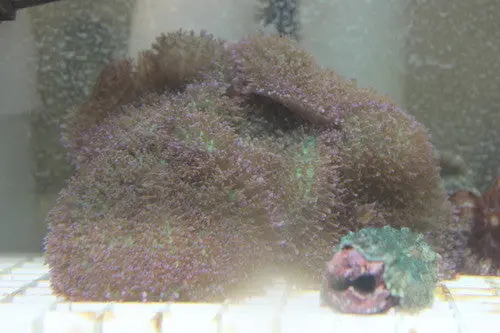 Frilly Purple Mushroom Colony 1