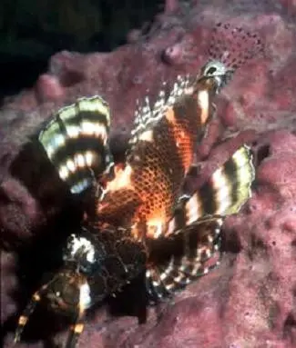 Fumanchu Lionfish 1