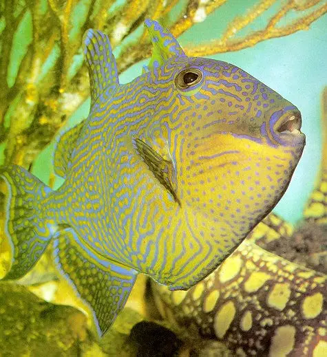 Blue-Lined (Fuscus) Triggerfish 1