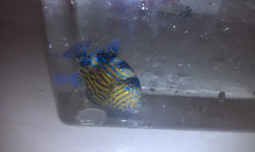 Blue Line (Fuscus) Triggerfish (4-5") 1