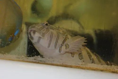 Giant Hawkfish | Cirrhitus Rivulatus -12" 1