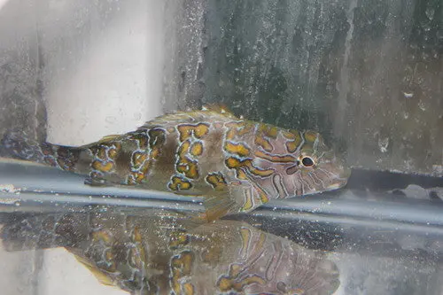 Giant Hawkfish-2" 1