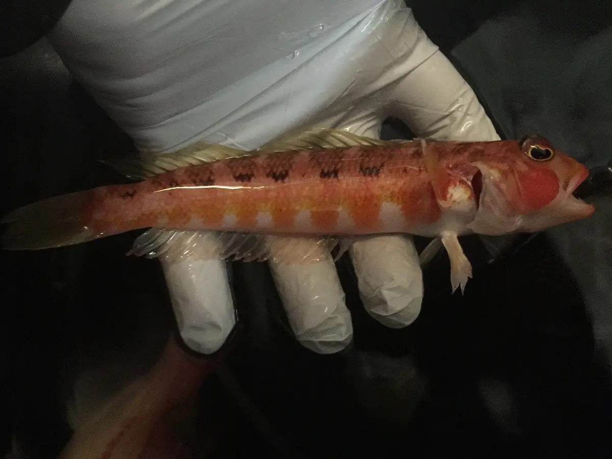 China Sea  Goby | Parapercis Shaoi 1