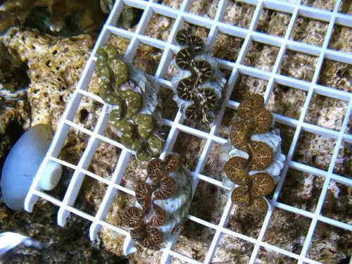 Ultra Gold Maxima Clam (2-3") 1