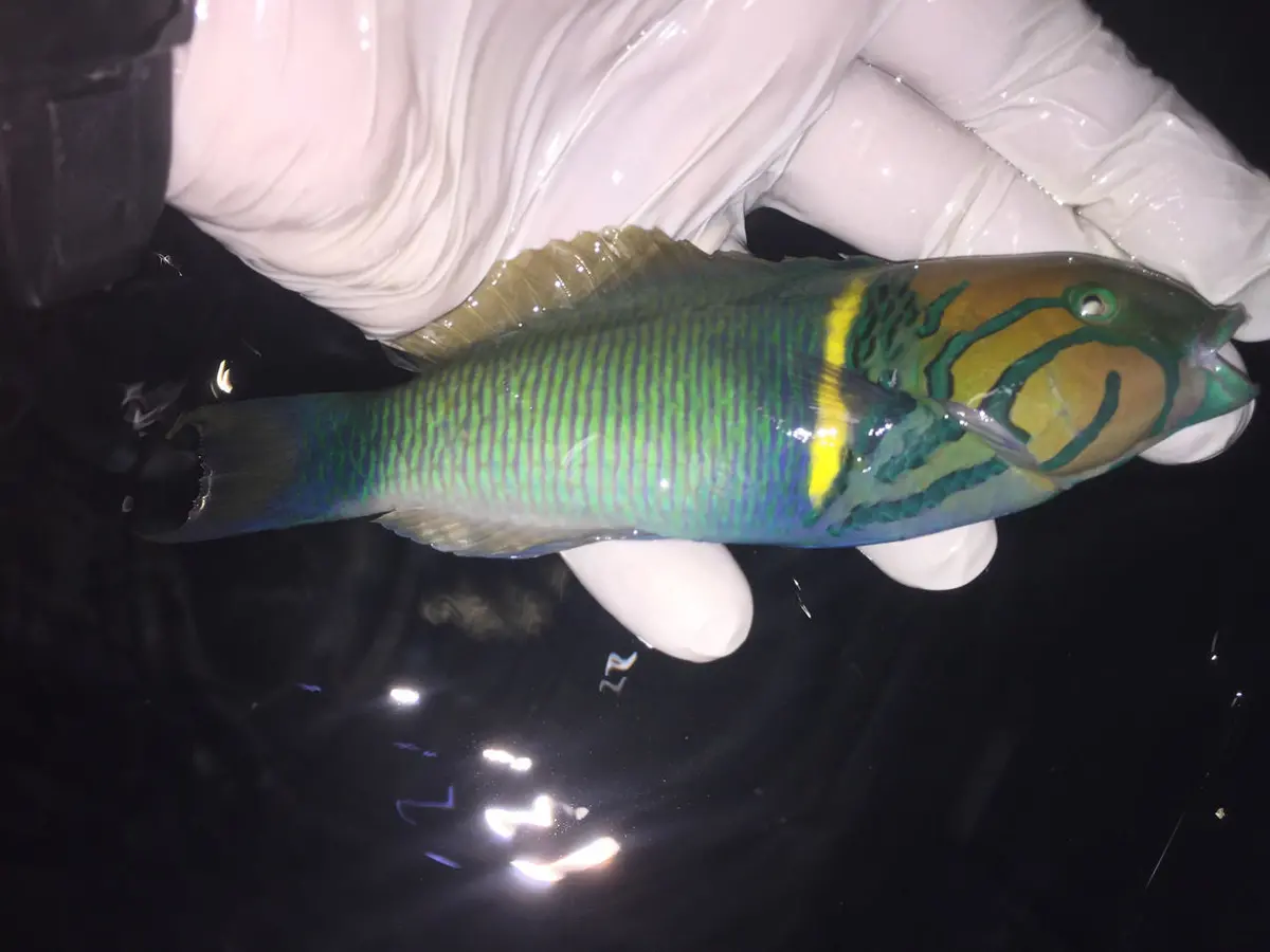 African Goldbar Wrasse 1