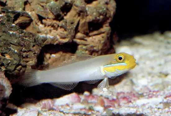 Yellowheaded Sleeper Goby 1