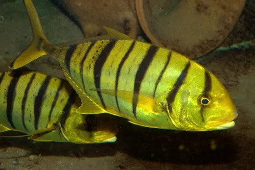 Golden Trevally (4”) 1