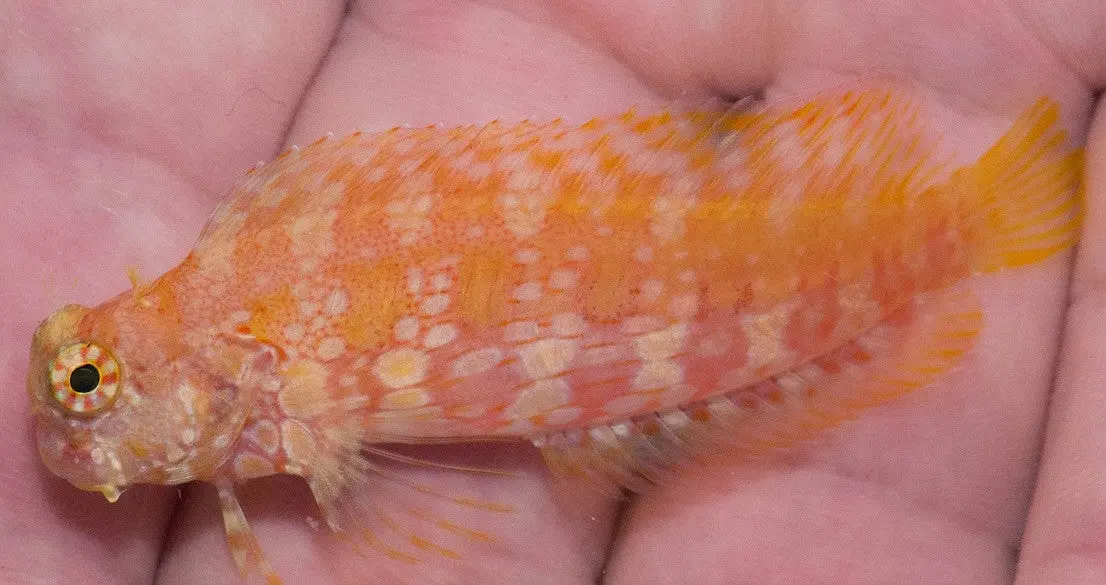 Golden Algae Blenny 1