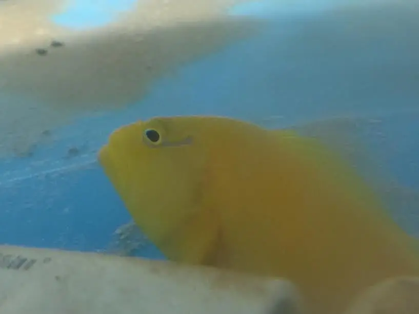 Hawaiian Golden Hawkfish | Cirrhitichthys Sp 1
