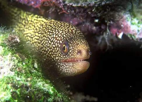 Goldentail Moray Eel-Xl(18"+) 1