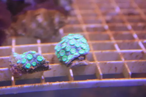 Flower Pot (Goniopora) Coral, Metallic Green, 1" Frag 1