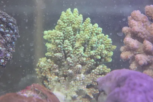 Green Acropora Tenuis-Xl Colony 1