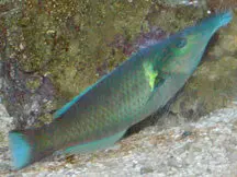 Green/Brown Bird Wrasse Pair-Kenya 1