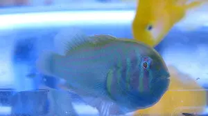 Green Clown Goby 1