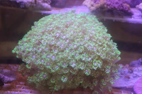 Flower Pot (Goniopora) Coral, Metallic Green, 6"+ 1