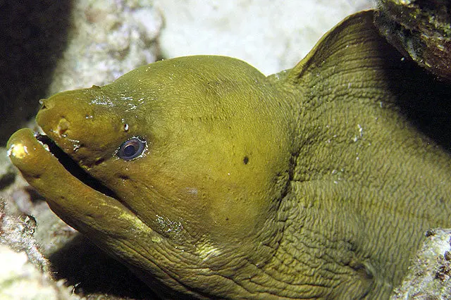 Brazilian Green Moray Eel 1