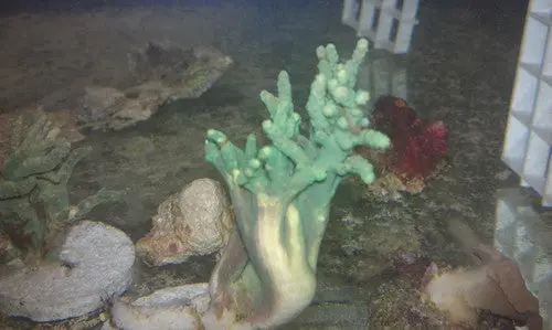 True Green Nepthia Coral Frag ( 1