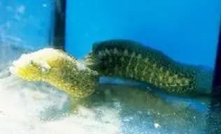 Green Wolf Eel (12") 1
