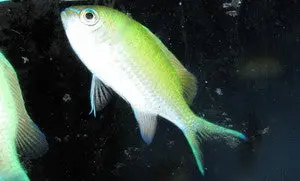 Green Chromis (3-4” Tonga) 1