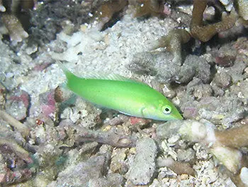 Auction Green Coris Wrasse 1