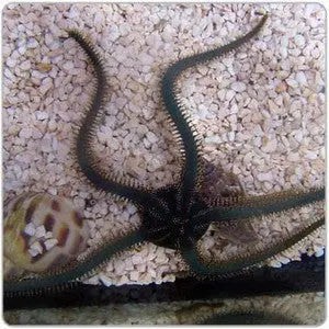 Green Brittle Starfish (Xl) 1