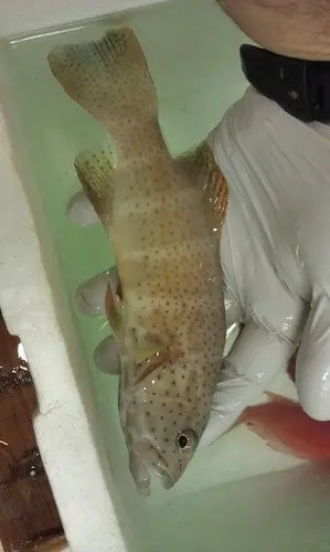 Leopard Grouper-8" 1