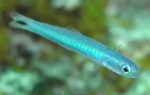 Blue Gudgeon Dartfish (Ptereleotris Heteroptera) 1