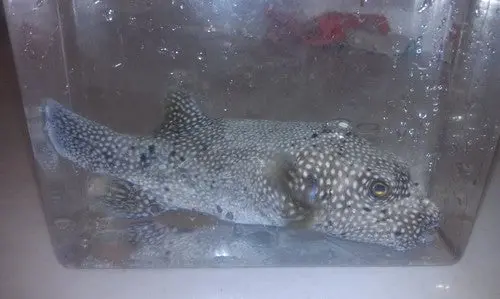 Guinea Fowl Puffer, Kenya (6") 1