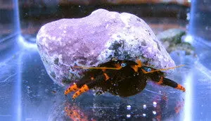 Halloween Hermit Crabs 1