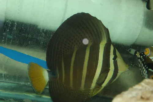 Hawaiian Sailfin Tang-(6") 1