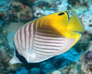 Threadfin (Auriga) Butterfly-Xl W Streamer 1