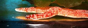 Hawaiian Linkia Starfish 1