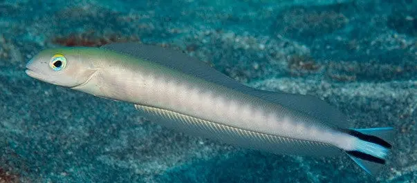 Hawaiian Blue Tilefish - Malacanthus Brevirostris (8") 1