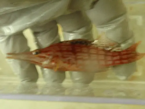 Hawaiian Longnose Hawkfish-4" 1