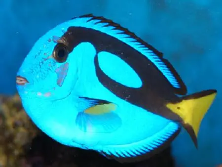 Blue Hippo Tang-1-2" 1