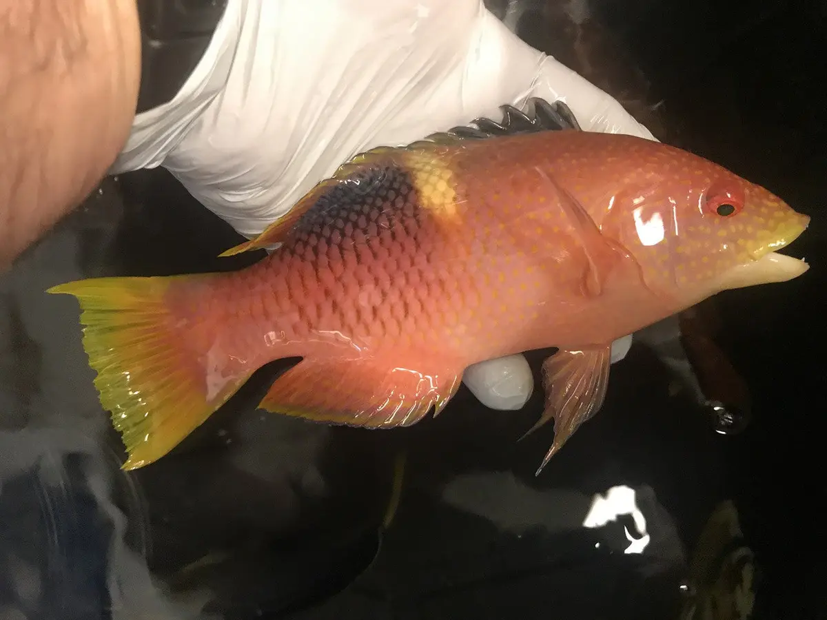 Gold Spot Hogfish | Bodianus Perditio (8") 1