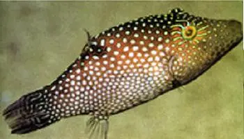 Honeycomb Puffer 1
