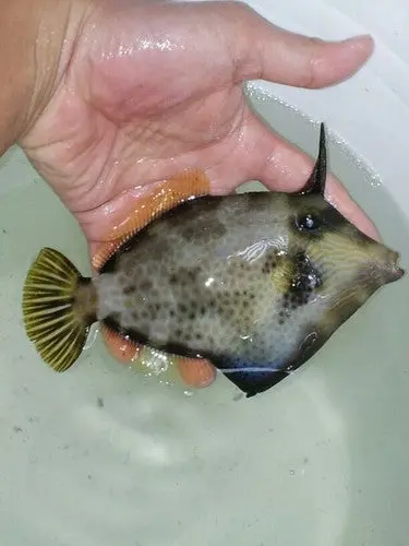 Honeycomb Filefish | Cantherhines Pardalis (5") 1